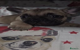 French Bulldog dogs for sale: 5 beautiful full frenchie pups  - Advert 7