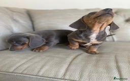 Miniature Dachshund dogs for sale: Miniture dachshund puppies - Image 23
