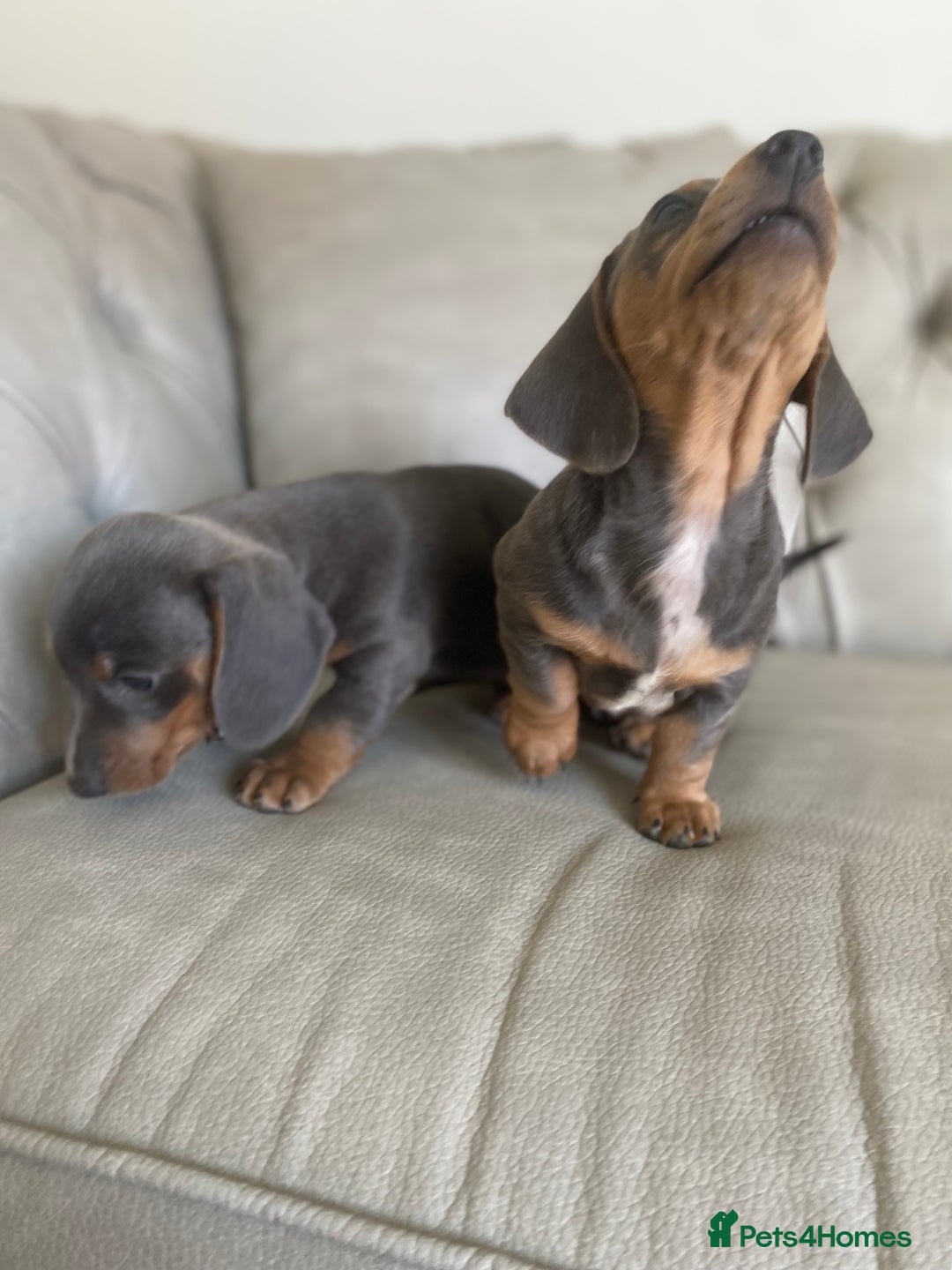 Miniature Dachshund dogs for sale: Miniture dachshund puppies - Image 23