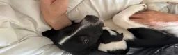 Border Collie dogs for sale: 4 boys 4 girls border collie for sale - Advert 7