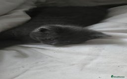 Russian Blue cats for sale: Gorgeous Russian Blue kittens - Image 16