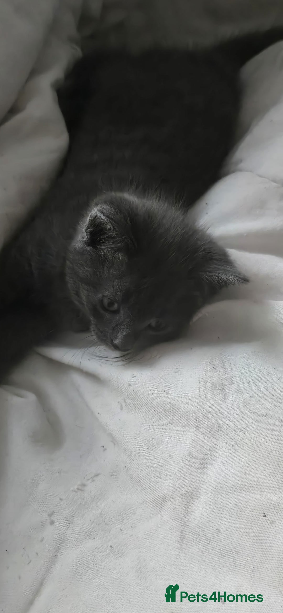 Russian Blue cats for sale: Gorgeous Russian Blue kittens - Image 16