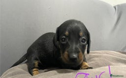 Miniature Dachshund dogs for sale: Splendid mini-dapple-doxies-shorthair - Image 4