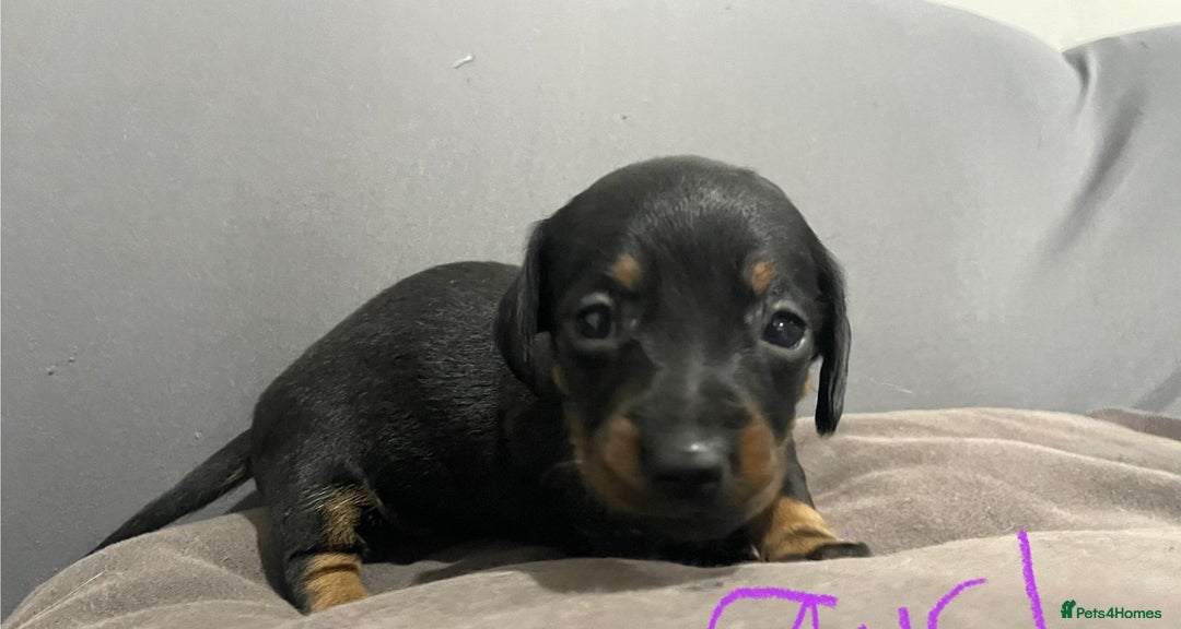 Miniature Dachshund dogs for sale: Splendid mini-dapple-doxies-shorthair - Image 4