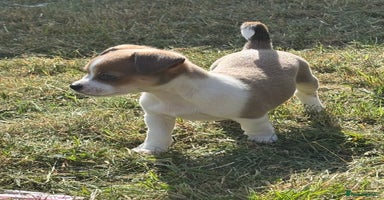 Mixed Breed dogs - Advert 4