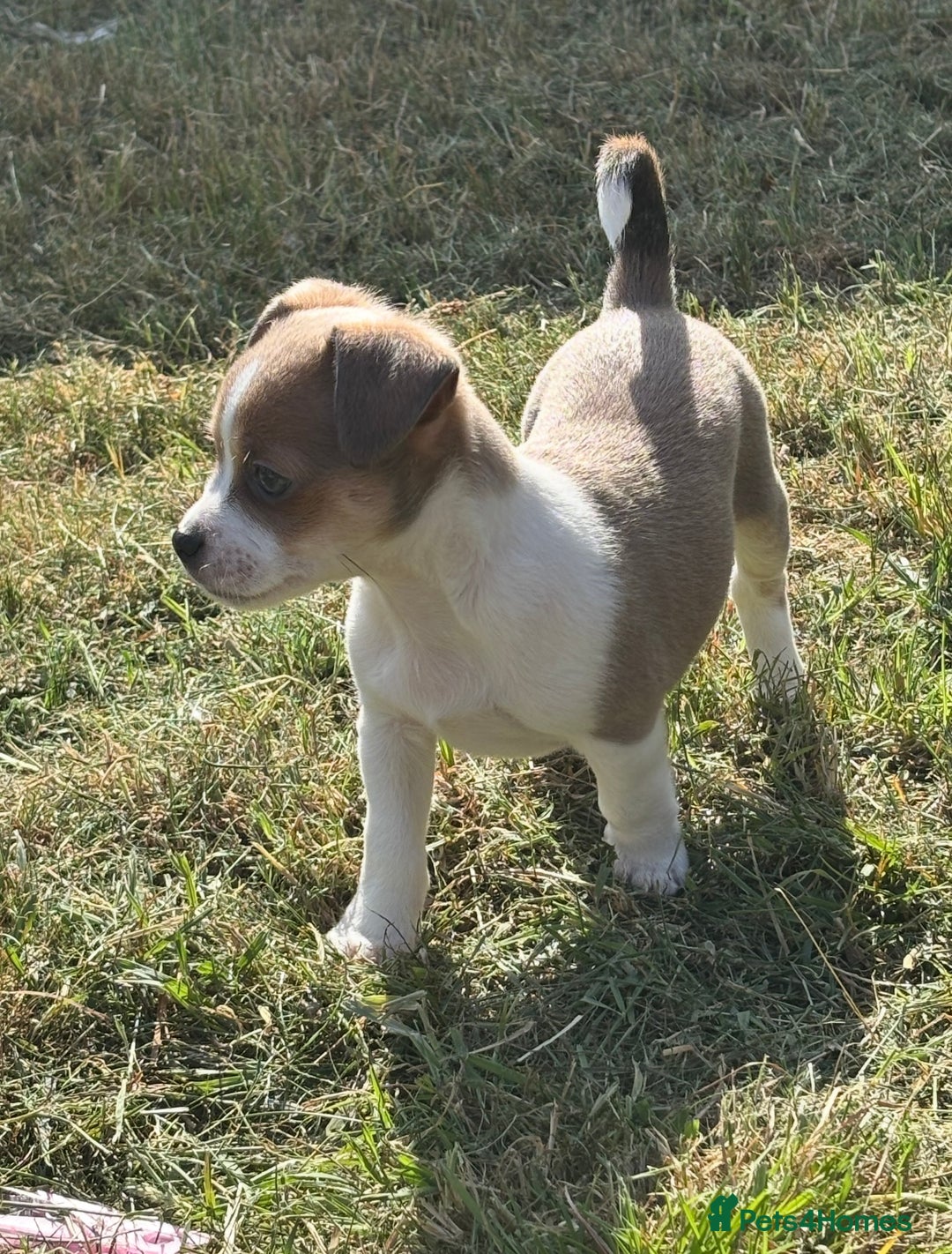 Mixed Breed dogs for sale: Chihuahua Hybrid Female. READY FOR HER NEW HOME 🤍 - Image 2