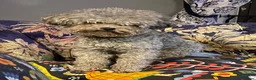 Toy Poodle dogs for stud: AMAZING Health tested KOREAN TOY POODLE  - Advert 5