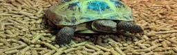 Tortoise reptiles for sale: Beautiful Horsefield Tortoise  in Troon - Advert 5