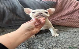 French Bulldog dogs for sale: DWKC registered French bulldog puppies  - Image 6