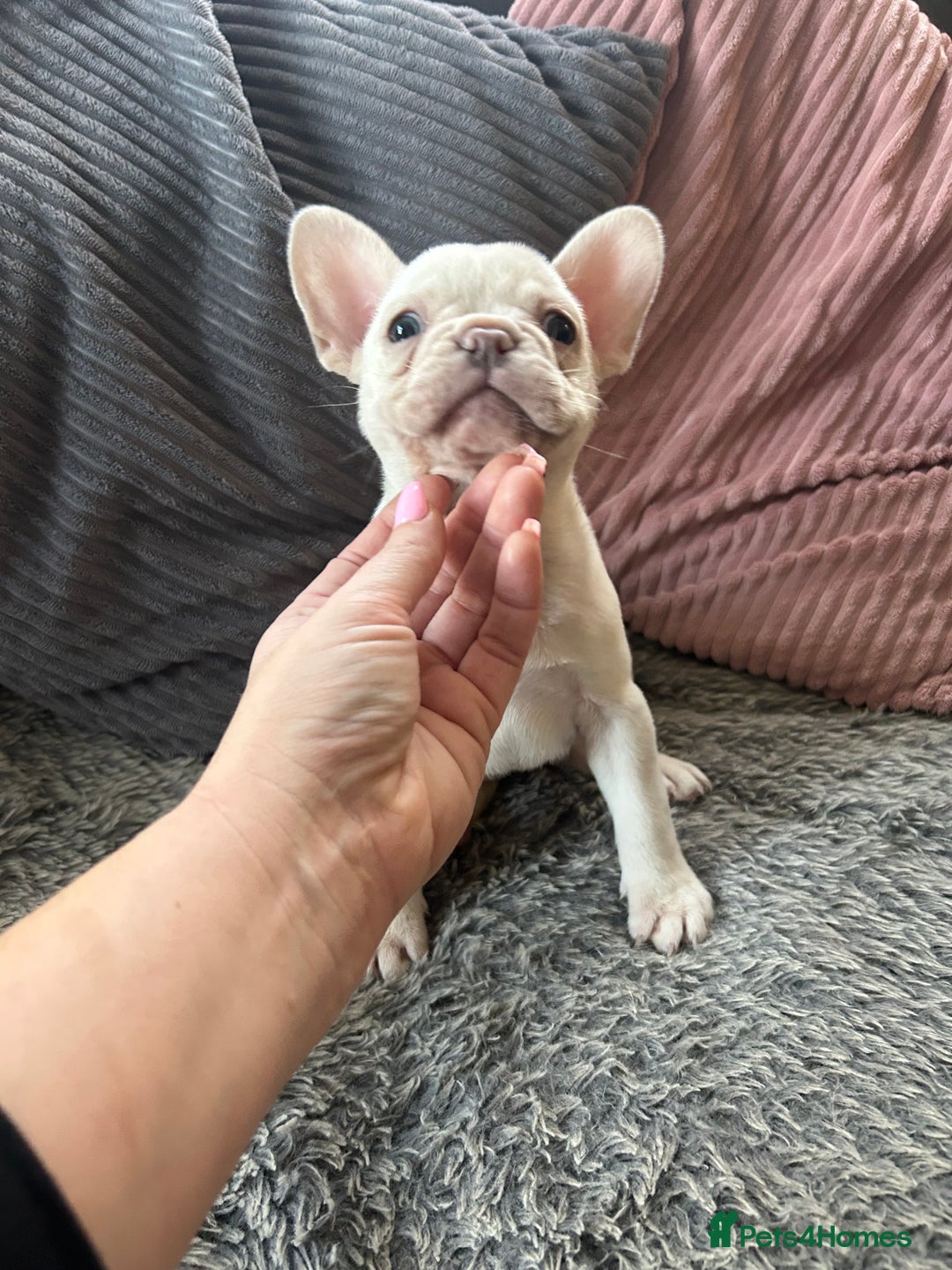 French Bulldog dogs for sale: DWKC registered French bulldog puppies  - Image 6