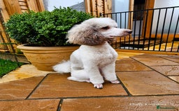 Goldendoodle dogs for stud: FULLY HEALTH TESTED! MOYEN POODLE STUD! in Kettering - Image 11