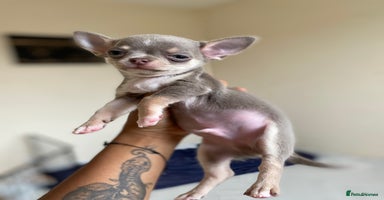 Chihuahua dogs - Advert 2