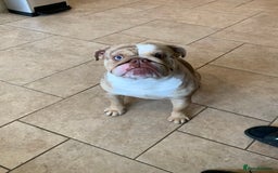 English Bulldog dogs for sale: English bulldog girl  - Image 1
