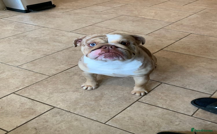 English Bulldog dogs - Advert 2