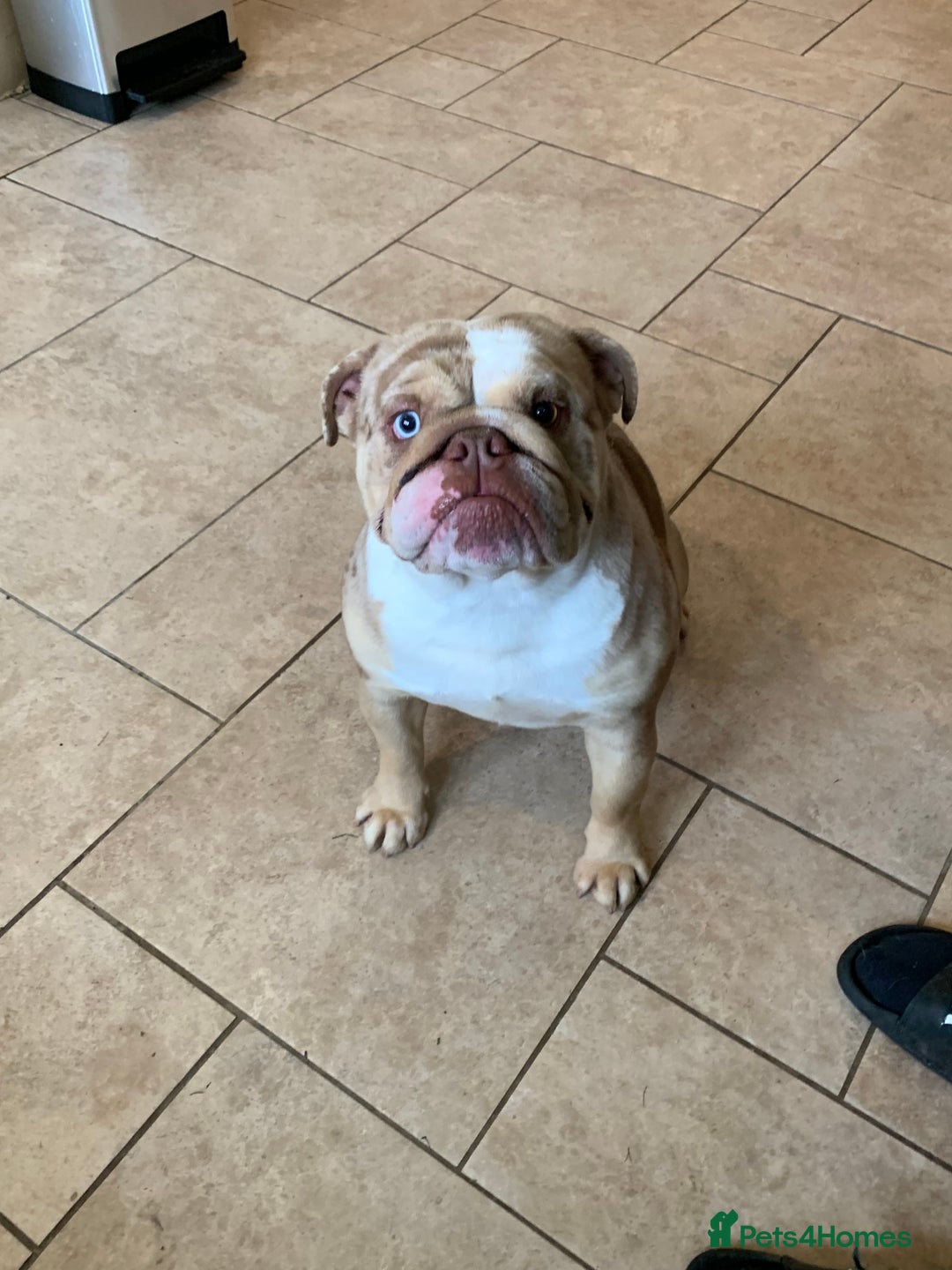 English Bulldog dogs for sale: English bulldog girl  - Image 1