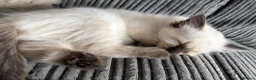 Ragdoll cats for sale: Gorgeous ragdoll kittens!  - Advert 17