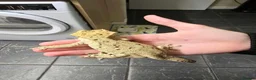 Gecko reptiles for sale: Adult crested geckos various for sale - Advert 3