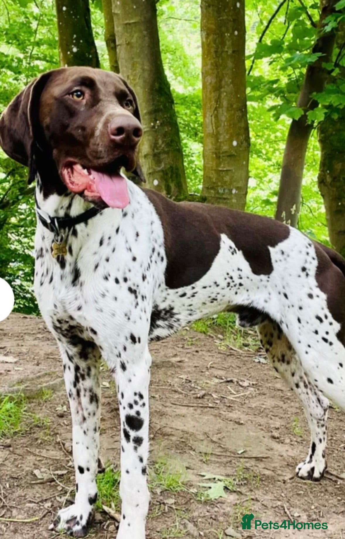 German Shorthaired Pointer dogs Healthy,Happy KC Registered GSP pups.  - Advert 2