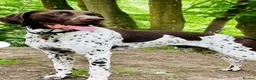 German Shorthaired Pointer dogs for sale: Beautiful GSP pups!Confident, lovingly socialised  - Advert 22