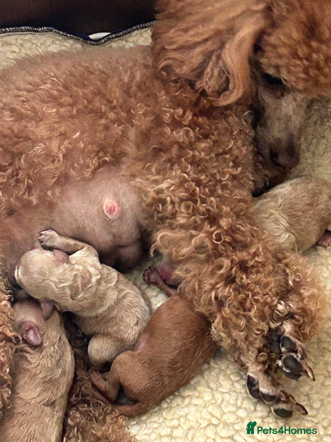 Toy Poodle dogs for sale: Toy poodle - Image 8