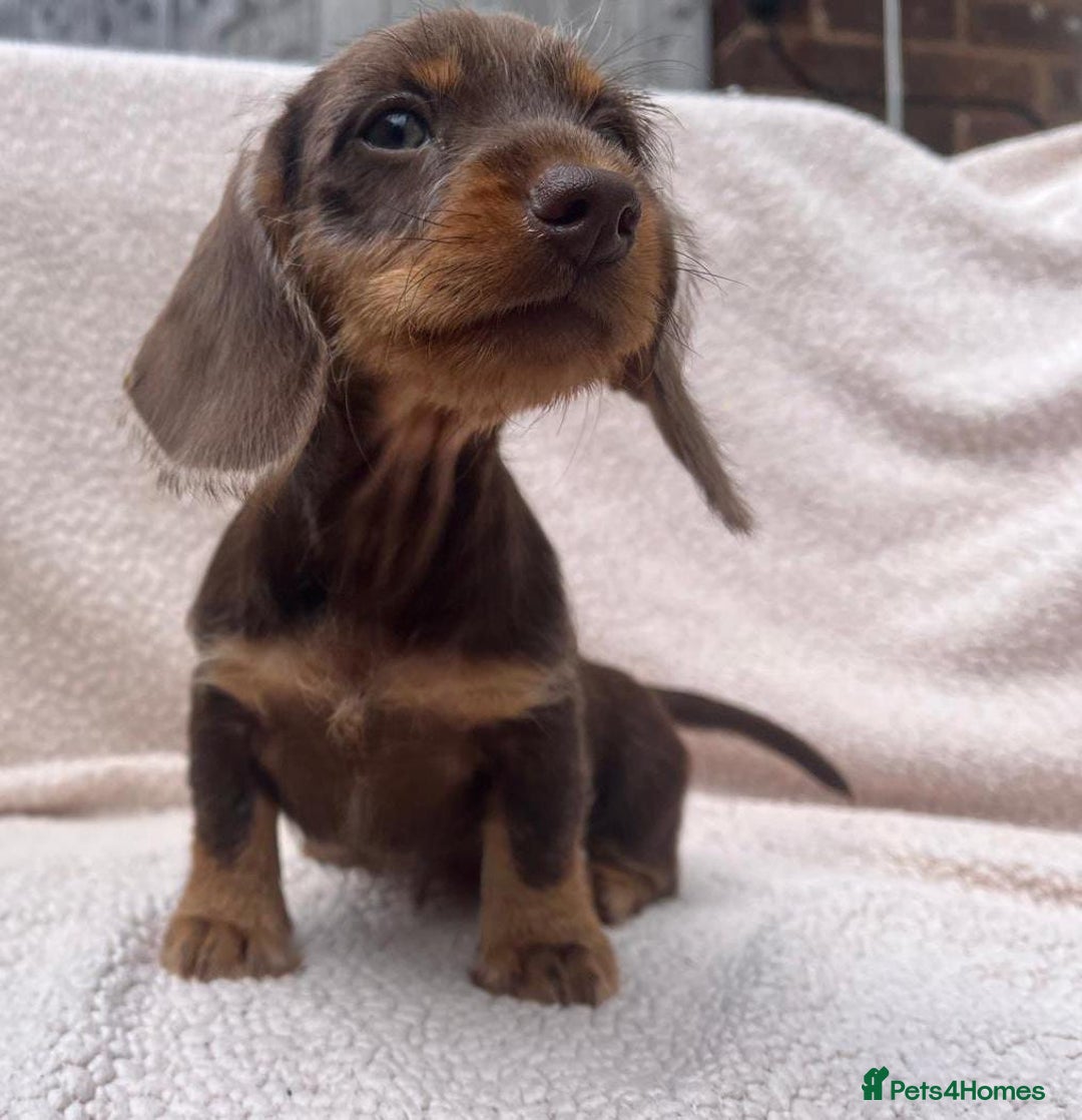 Miniature Dachshund dogs for sale: Stunning mini Daxies, KC reg PRA clear - Image 14