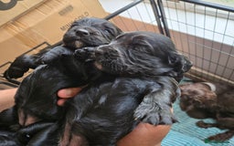 Cocker Spaniel dogs for sale: 5th generation kc reg wcs  - Image 6