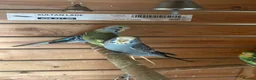 Budgerigars birds for sale: Beautiful young budgies  - Advert 1