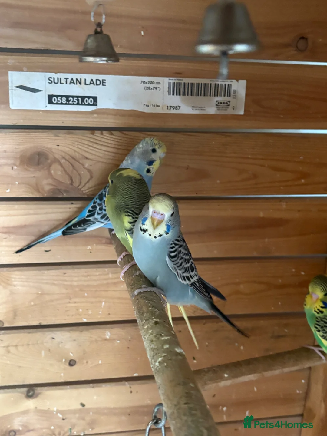 Budgerigars birds for sale: Beautiful young budgies  - Advert 1