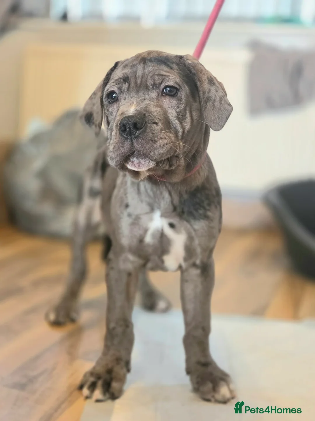 Cane Corso dogs for sale: Stunning silver blue merle female - Advert 4