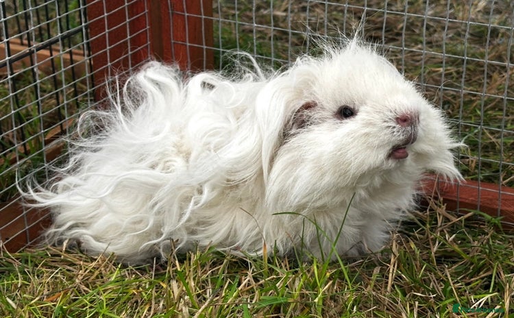 Guinea Pig rodents - Advert 11