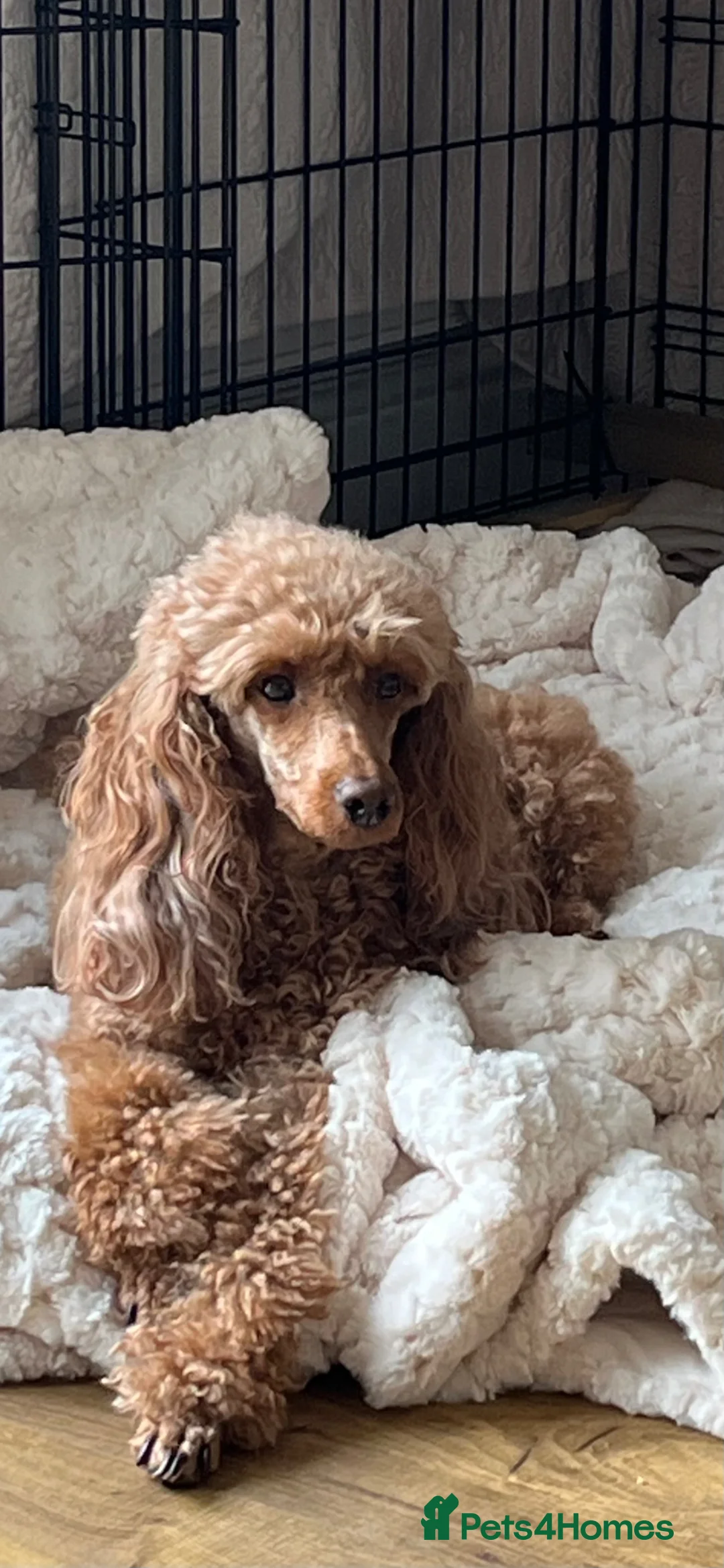 Cavapoo dogs for sale: Beautiful F1 Cavapoo puppies in Skelmersdale - Advert 19