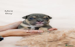Olde English Bulldogge dogs for sale: Olde english bulldog  - Image 14