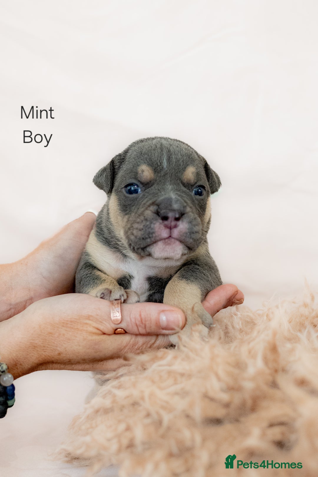 Olde English Bulldogge dogs for sale: Olde english bulldog  - Image 14