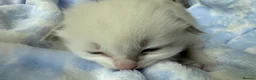 Ragdoll cats for sale: Stunning Ragdoll kittens Blue & Lilac Mitted boys  - Advert 25