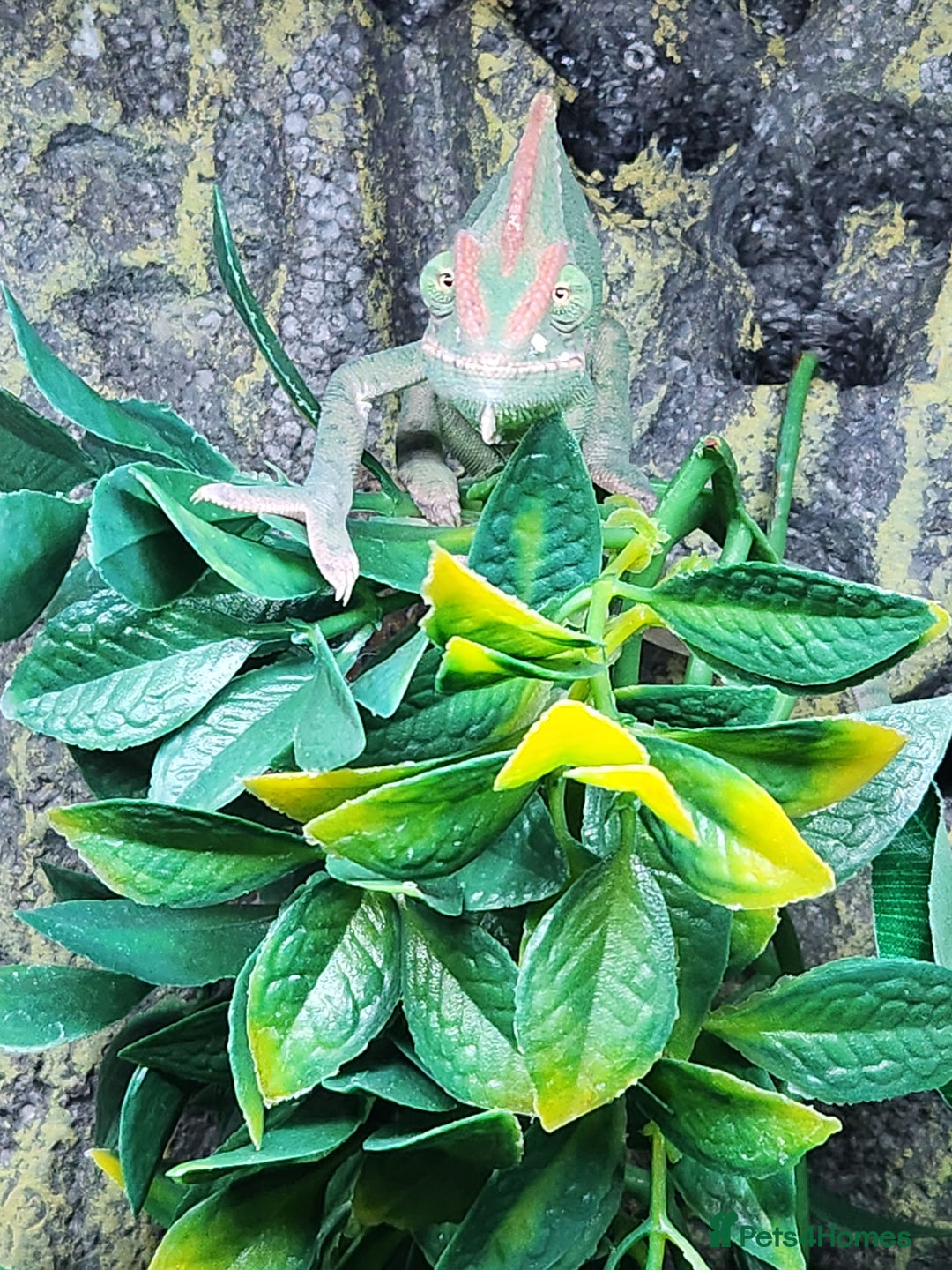 Chameleon reptiles for sale: Yemen and full setup - Advert 10