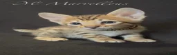 Savannah cats for sale: Exceptional Quality Tica Regist. Savannah kittns - Advert 17