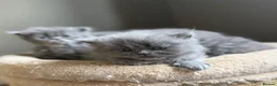 Persian cats for sale: Beautiful Persian kittens  - Advert 15