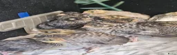 Mixed Breed birds for sale: Mixed sex Button Quail  in Stroud - Advert 4