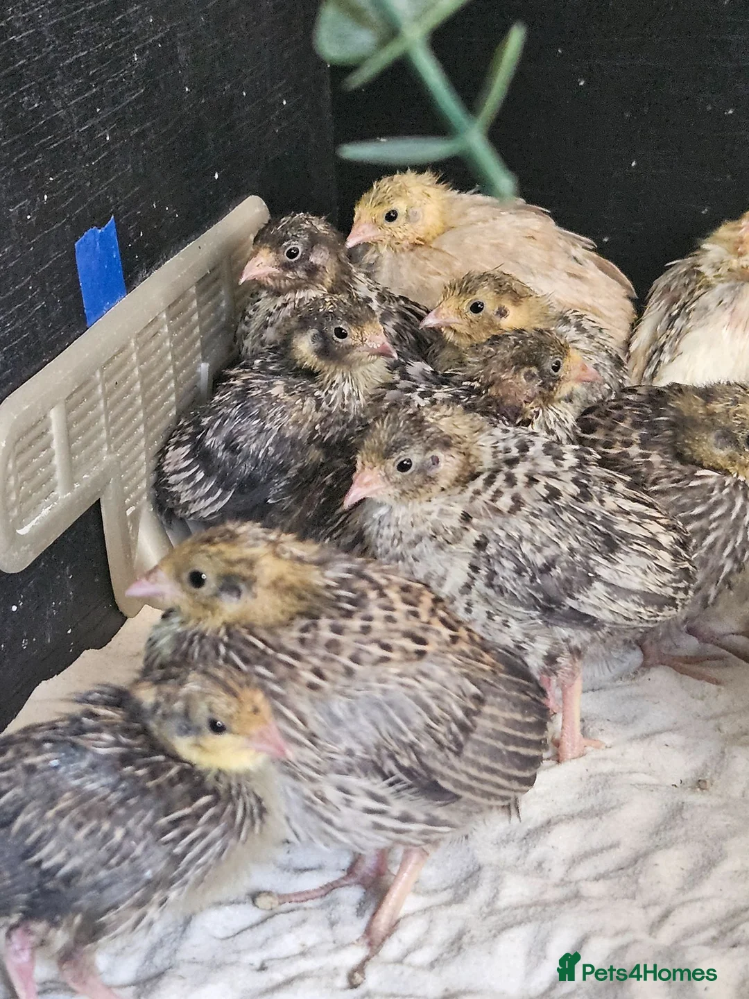 Mixed Breed birds for sale: Mixed sex Button Quail  in Stroud - Advert 4