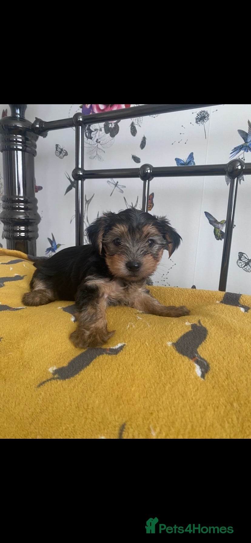 Yorkshire Terrier dogs 1 Stunning Miniature Yorkshire terrier boy left 💙 - Advert 9