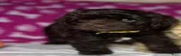 Cockapoo dogs for sale: Cockerpoo puppies  - Advert 10