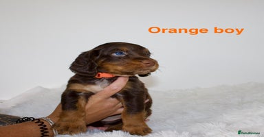 Cocker Spaniel dogs - Advert 14