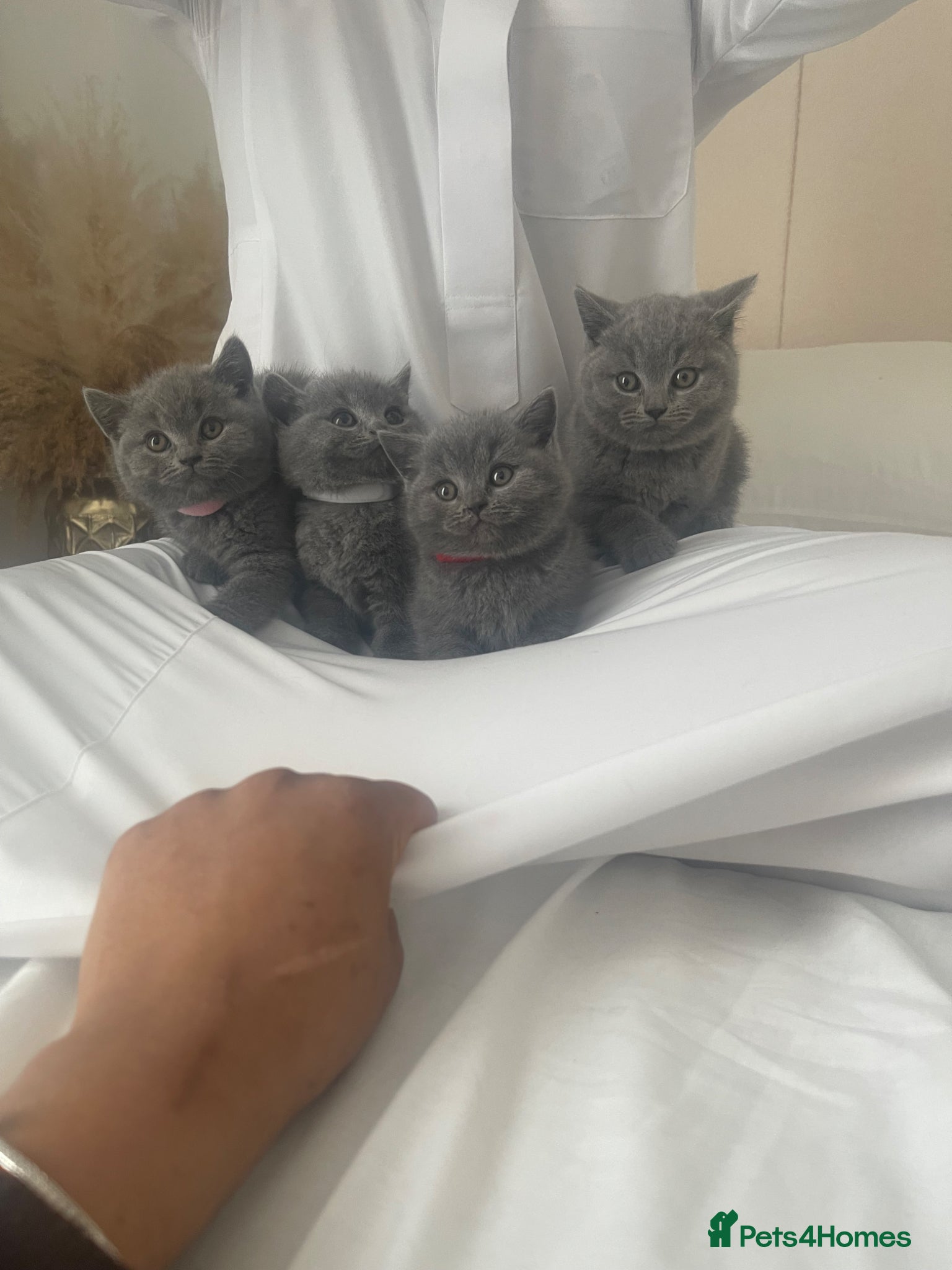 British Shorthair cats British short hair kittens  - Advert 5