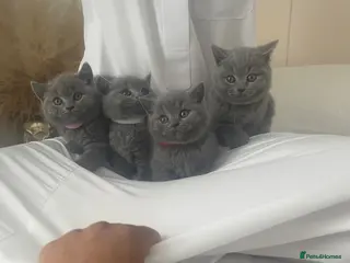 British Shorthair cats British short hair kittens - Advert 1