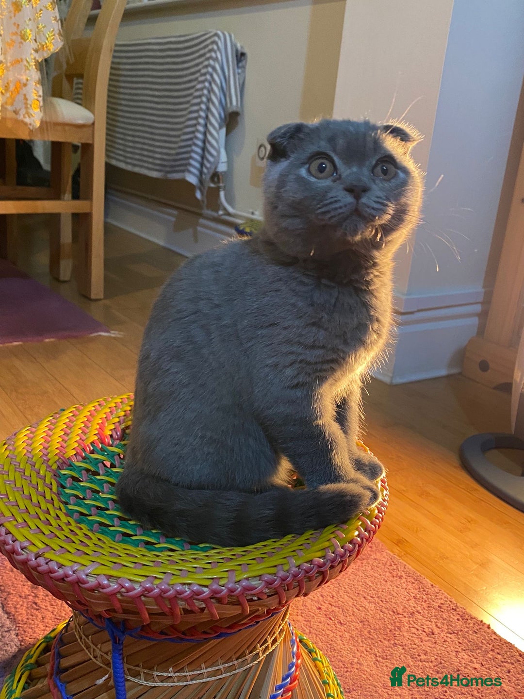 British Shorthair cats for sale: 6-Month-Old British Shorthair / Scottish fold - Advert 5