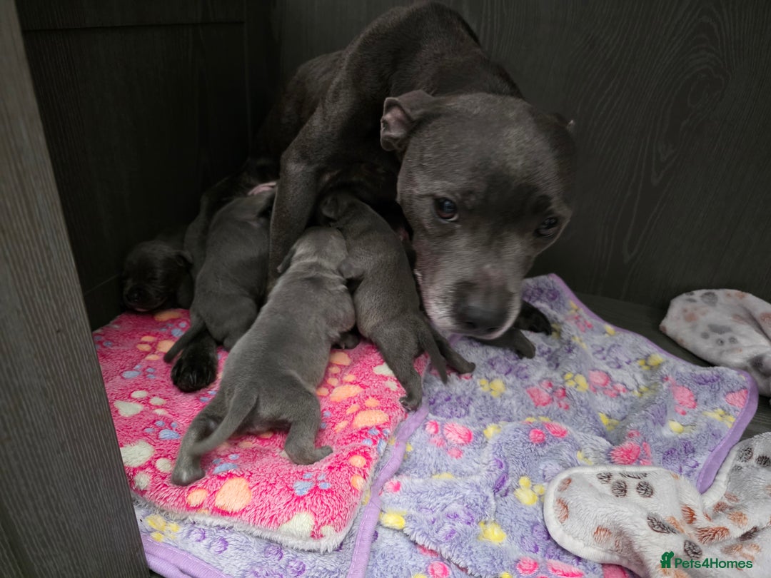 Staffordshire Bull Terrier dogs for sale: Kc blue staffordshire bull terrier puppies  - Image 15