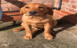 Labrador Retriever dogs for sale: 1 FOXRED LABRADOR PUPPY 5* Licensed breeder - Image 1