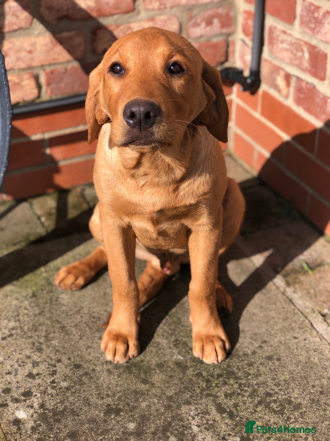 Labrador Retriever dogs for sale: 1 FOXRED LABRADOR PUPPY 5* Licensed breeder - Image 1