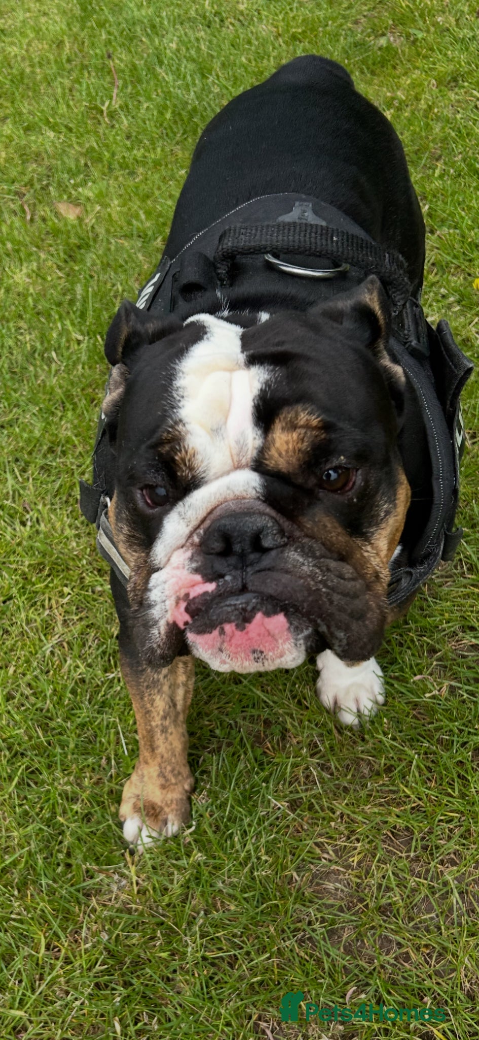 English Bulldog dogs Male bulldog - Advert 1