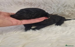 Standard Poodle dogs for sale: Exceptional Health Tested Puppies Due - Advert 28